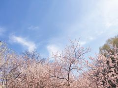 -桃花堤公园