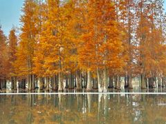 -白鹭湾湿地公园