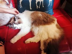 -咖法森林·咖啡  酒吧(天河店)