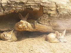 -深圳野生动物园