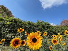 -径山花海