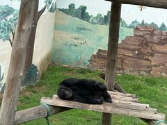 -西霞口神雕山野生动物世界