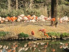 -上海野生动物园