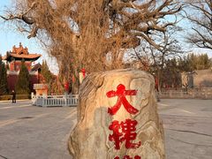 -大槐树寻根祭祖园
