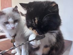 -楼上猫咖(罗湖店)