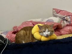 -荔康动物医院(康王北路店)