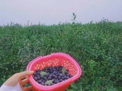 -金谷域澳洲庄园