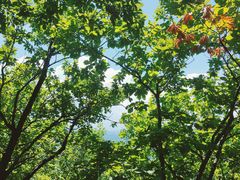 -吉林市朱雀山国家森林公园