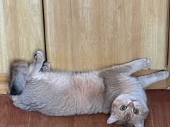 -瑞派福兴宠物医院犬猫全科·骨科·中西医结合(河东店)