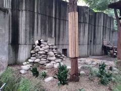 景点-成都大熊猫繁育研究基地
