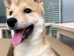 -爱侣宠医·鹦鹉专科·小型哺乳类·异宠专科(灵石路店)