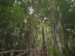 -海南热带雨林国家公园吊罗山景区