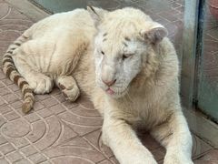 -西霞口神雕山野生动物世界