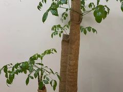 -皇城老妈·大连海鲜火锅(港湾店)
