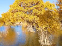 -金塔沙漠胡杨林景区