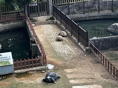 -广东惠东海龟国家级自然保护区
