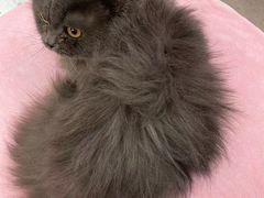 -FAELING PETS美天灵宠物(合生汇店)