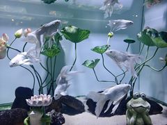 -重庆欢乐海底世界