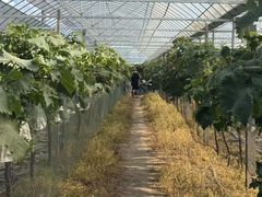 -马陆小张葡萄园农家乐