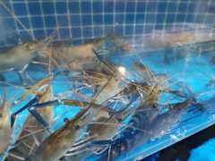 -渔夫蒸鲜(世奥湾店)