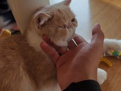-飞行喵MR PILOT|猫舍·猫咖(静安大融城店)