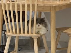 -楼上猫咖(罗湖店)