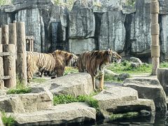 -上海野生动物园