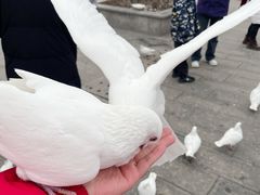 -天津妈祖文化园