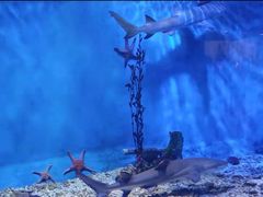 -太平洋海底世界