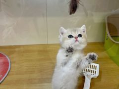 -青奢宠物·青奢猫舍