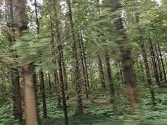 -黄海国家森林公园