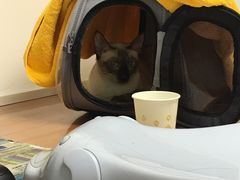 -pd派德宠物中心医院24H急重症·眼科中心·血液透析中心(嵩山北路店)