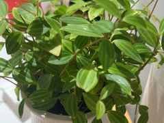 -山东宾馆·齐鲁苑餐厅