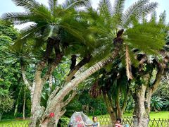 -中国科学院西双版纳热带植物园