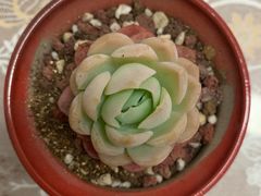 -双季花艺园艺市场(浦东店)