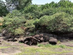 -广州七星岗古海岸遗址科学公园