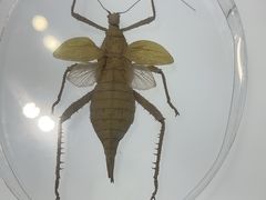 -上海昆虫博物馆