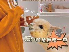 -怪兽屋·羊驼·猫咖·狗咖(俊华广场店)