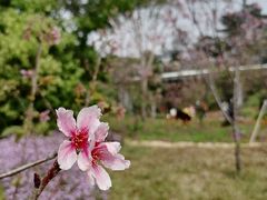 -狐尾山公园