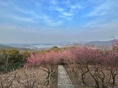 -香雪海