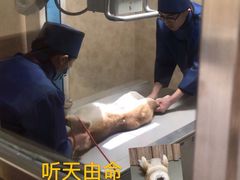 -宠爱国际动物医院· 猫科· 外科·中兽医(长白店)