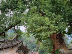 -杨家堂村