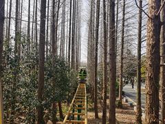 -东平国家森林公园