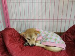 -汪说·狗咖(旺城大厦店)