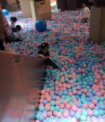 -卡通尼·Safari非洲探索乐园·生日会(金桥国际商业广场店)