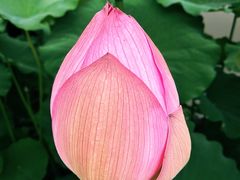 -陈家山荷花公园