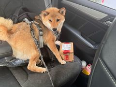 -酷狗靓猫宠物·洗护·美容·寄养(航北路店)