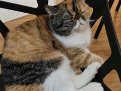 -滚猫咖啡·猫咖·猫友好撸猫(未来城店)