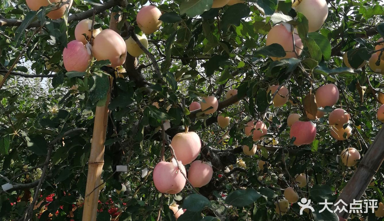 周末来采摘苹果🍎吧