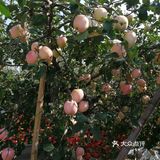 周末来采摘苹果🍎吧